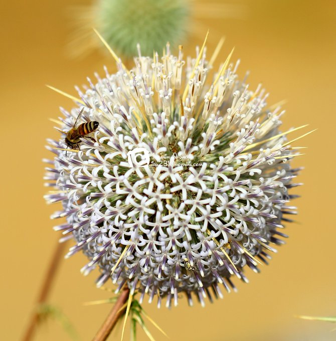 echinops_spinosissimus-الشيخه (شدق الجمل) - تصوير: أ