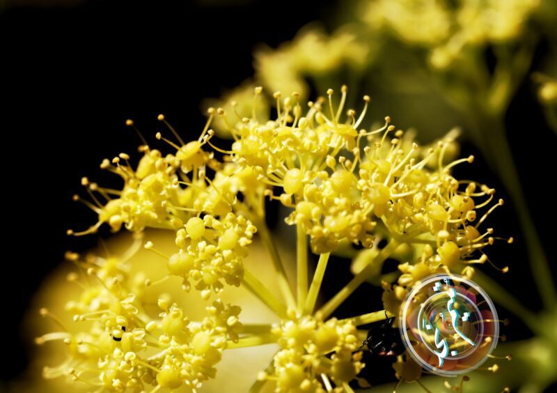  الكلخ، زهور المحروت - تصوير أبو شماس الودعاني