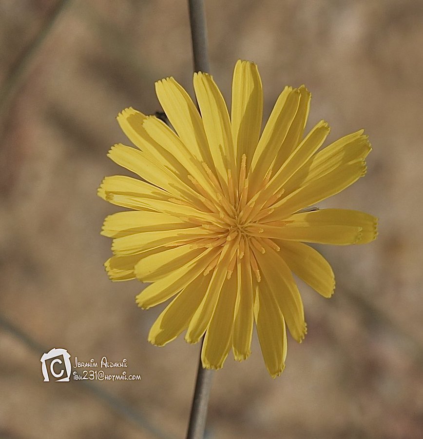 الحواء - تصوير: أ