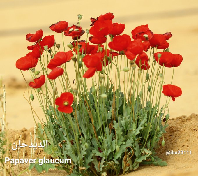 الديدحان (شقائق النعمان) - تصوير: أ