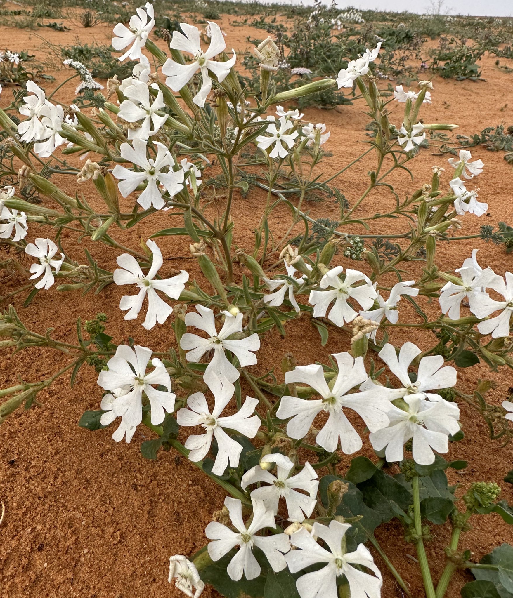 التربة 1 - تصوير يحيى بن حمد