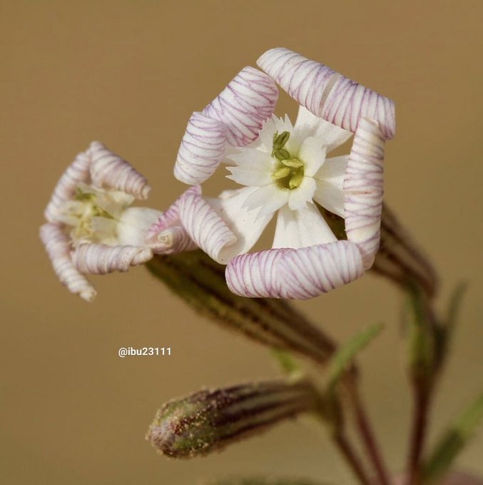 التربة - تصوير: أ