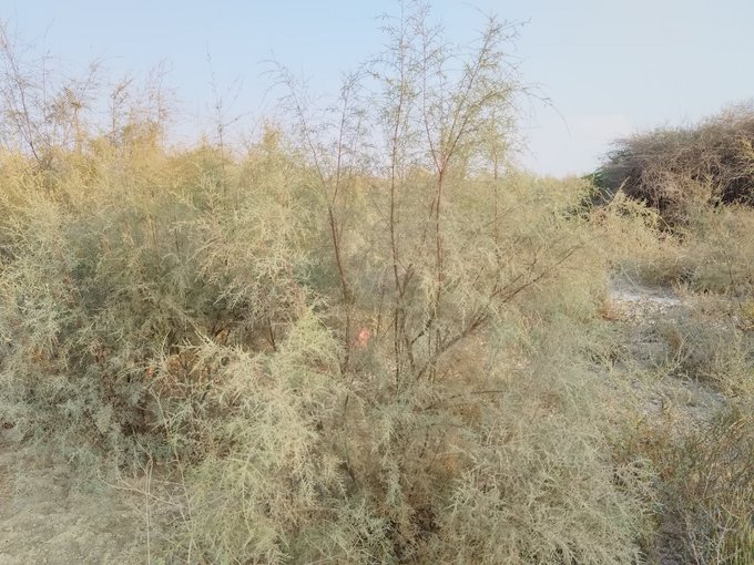 الطرفاء - تصوير كنوز عمان