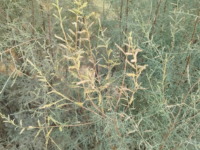 الطرفاء - تصوير كنوز عمان