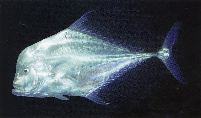 سمك الخيط الهندي تصوير Scyris indica (Alind_u3.jpg) by Randall, J.E.
