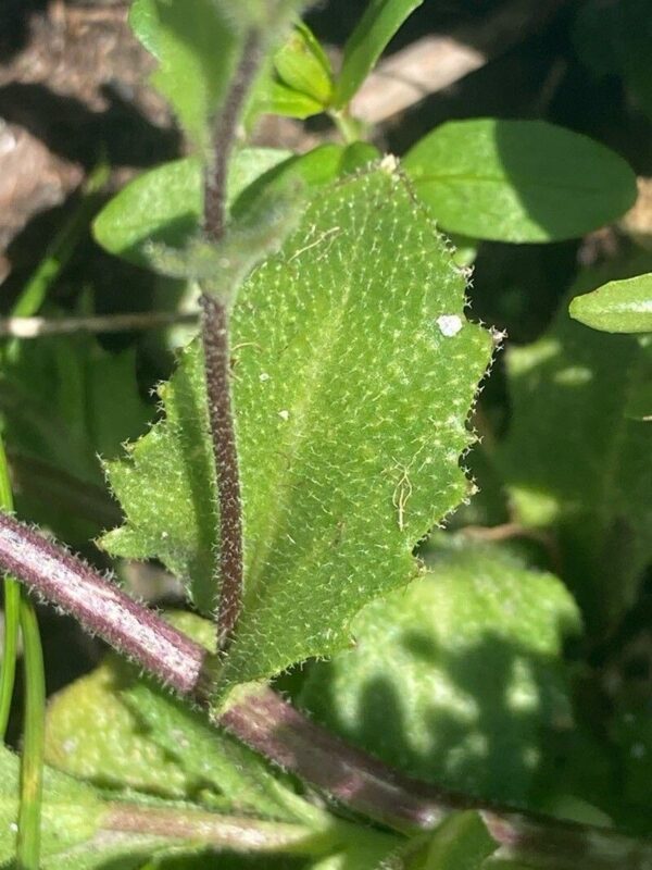 Arabis alpina L
