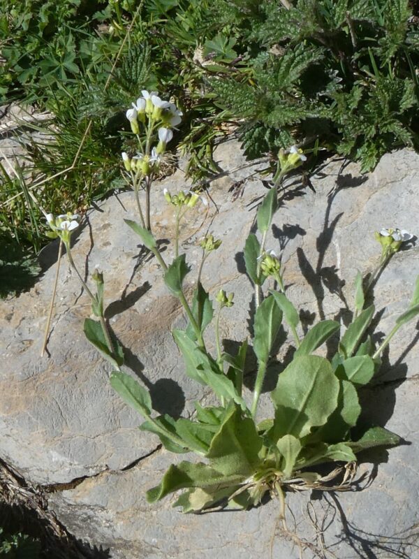 Arabis alpina- photo by yf_lelay