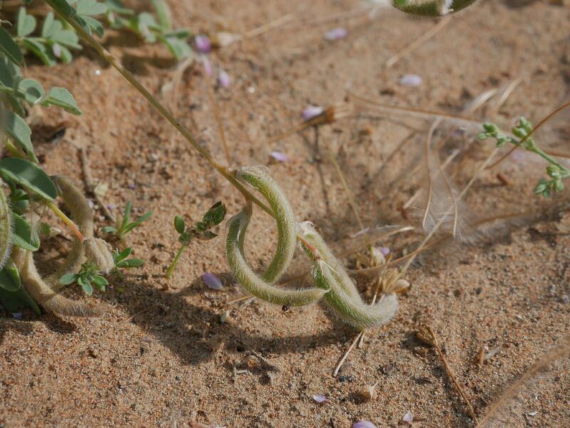 Astragalus eremophilus - photo by john_pereira