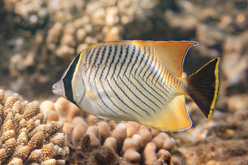 Chaetodon trifascialis photo by Diego Delso