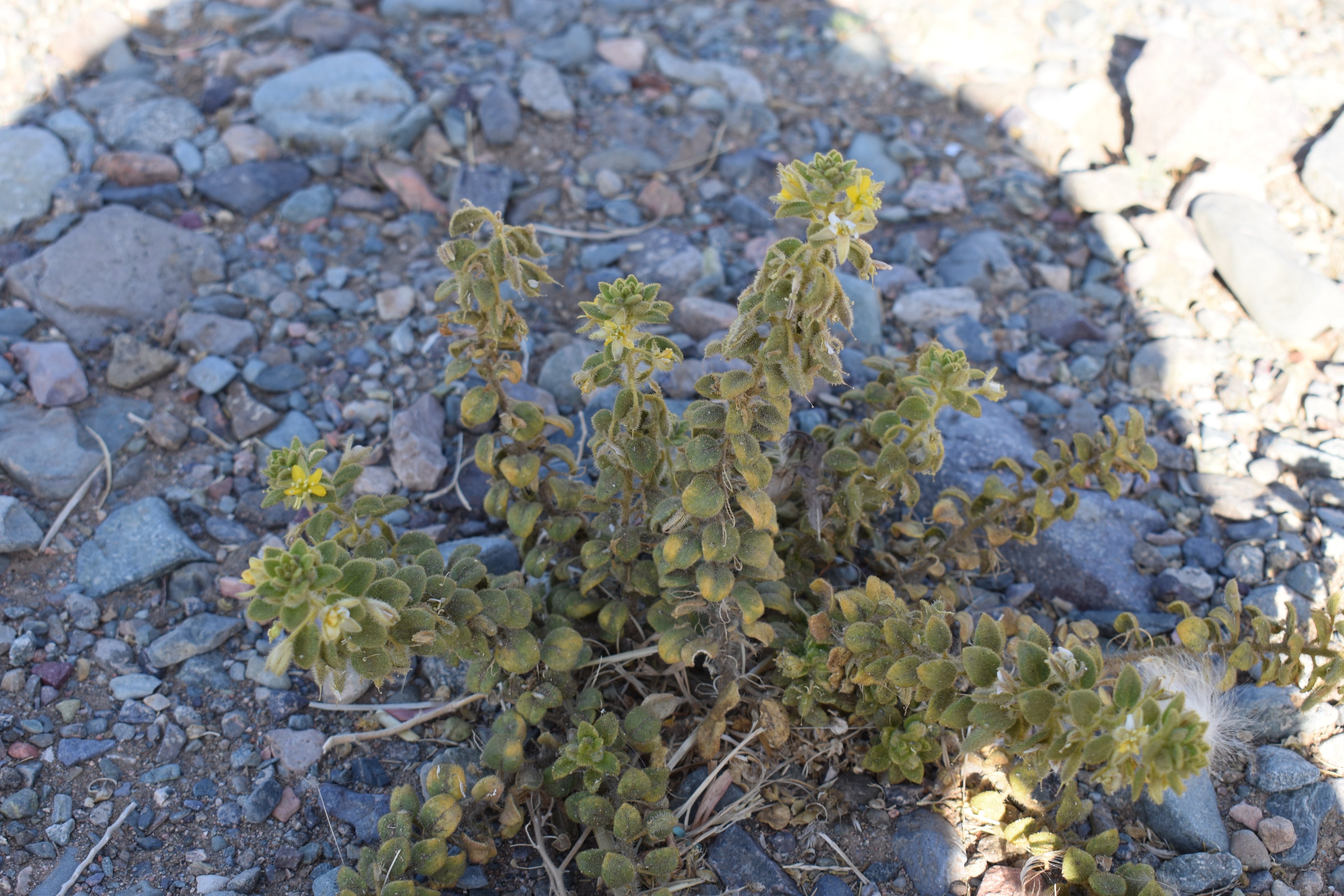 الصفيرة - تصوير Botanist