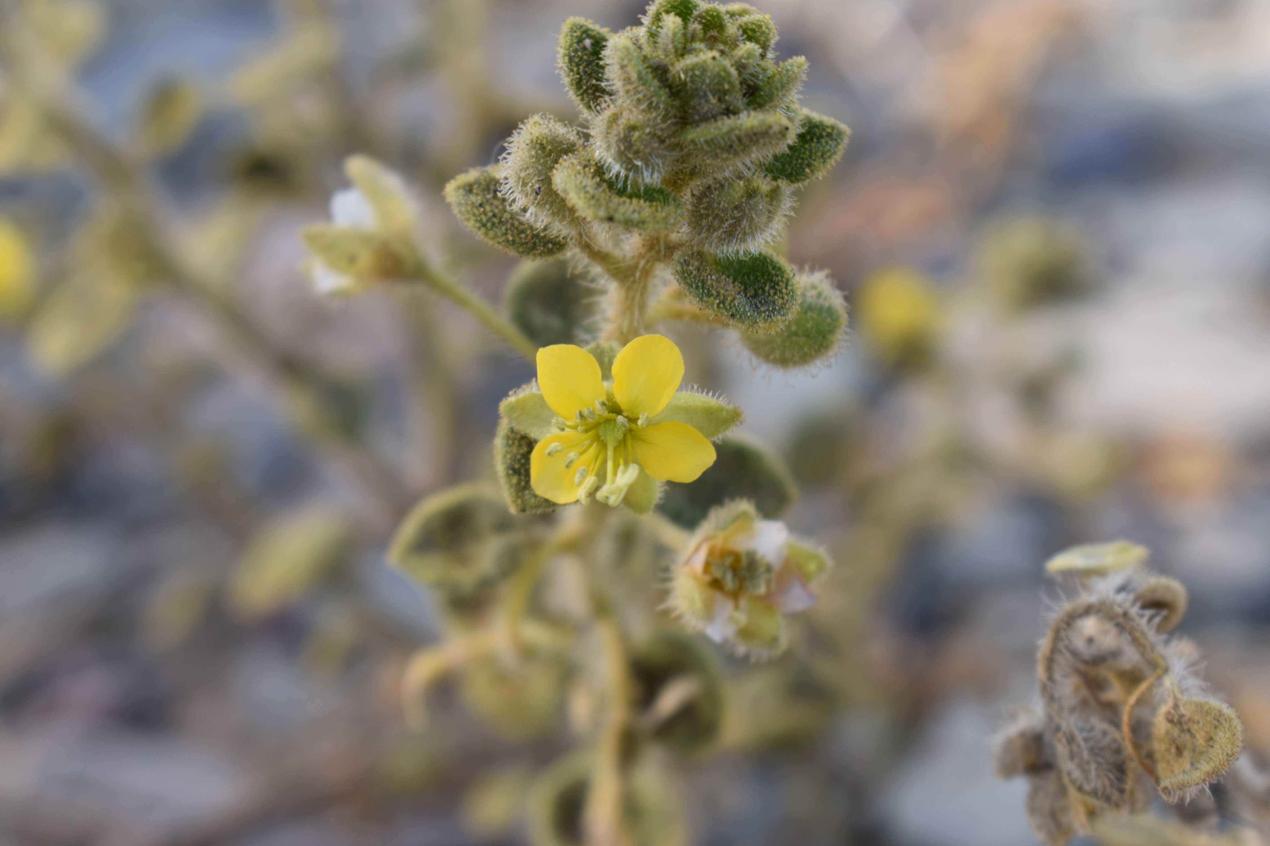 الصفيرة - تصوير Botanist