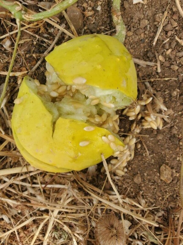Cucumis pustulatus Naudin ex Hook.f