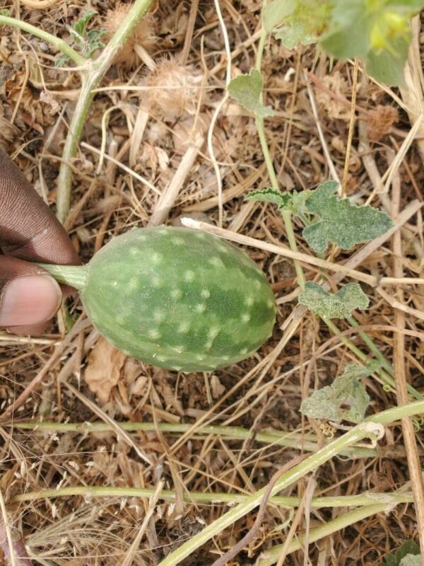Cucumis pustulatus Naudin ex Hook.f