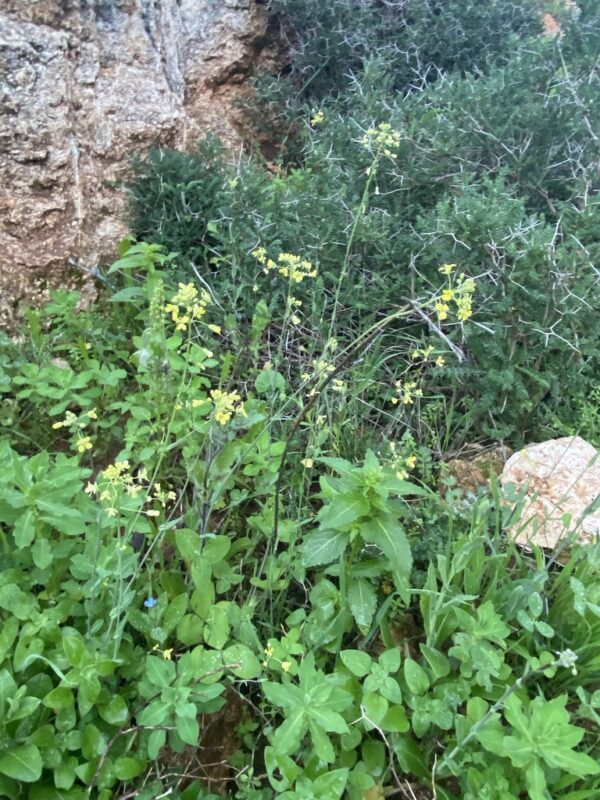 Isatis lusitanica- photo by elenakuraeva