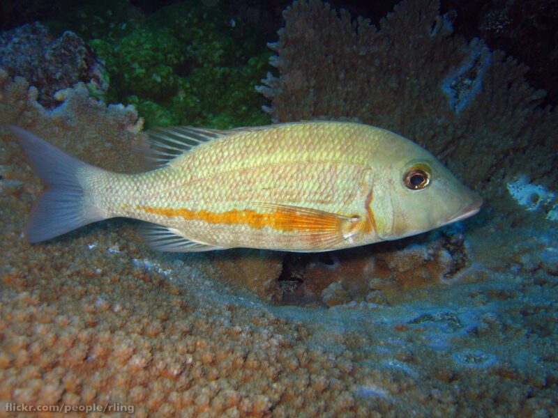 Lethrinus obsoletus photo by Richard Ling