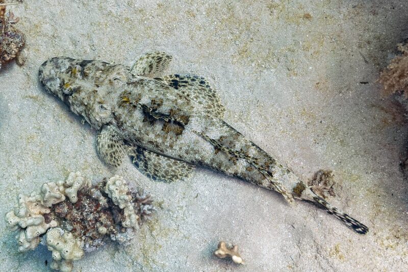 Papilloculiceps longiceps photo by Tentacled flathead