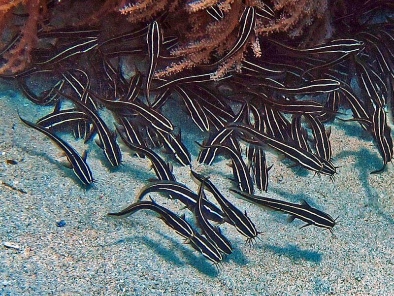 سمكة السلور المرجاني المخططة تصوير Hectonichus