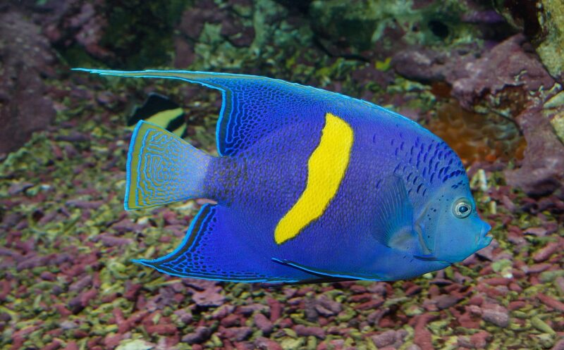 السمكة الملائكية ذات الشريط الأصفر تصوير H. Zell