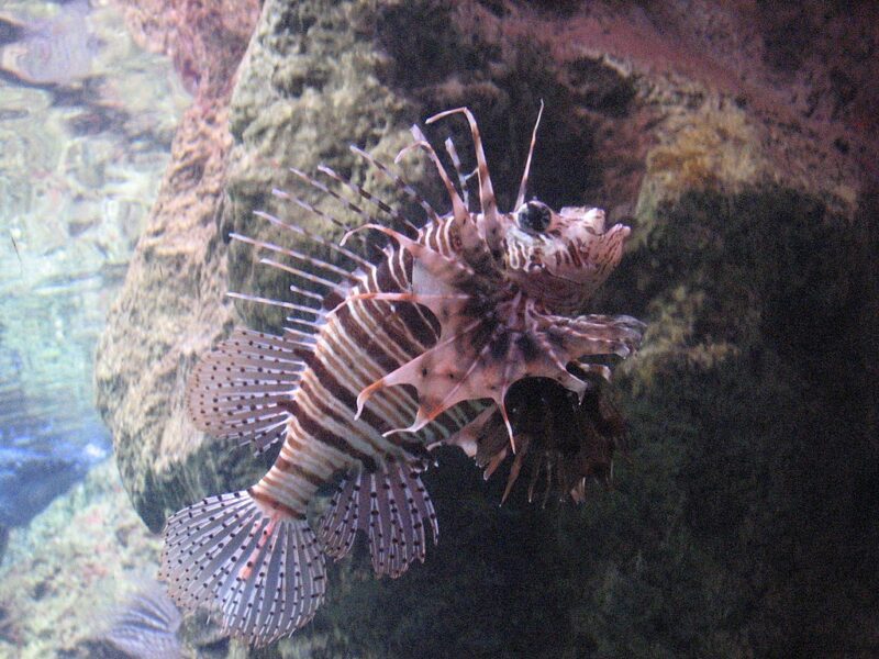 Pterois mombasae photo by Nadina