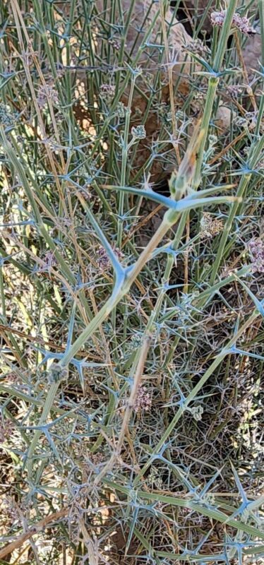 Pycnocycla nodiflora- photo by brshedayat