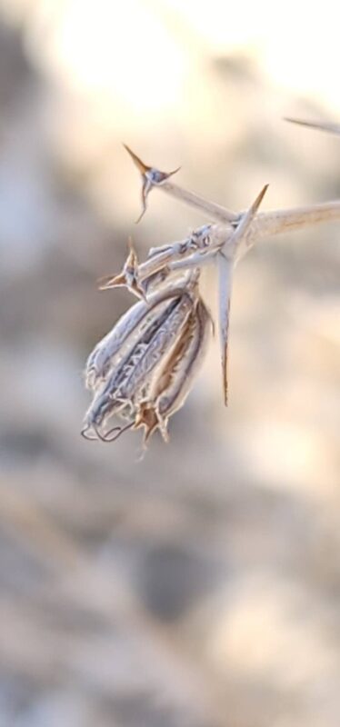 Pycnocycla nodiflora Decne. ex Boiss