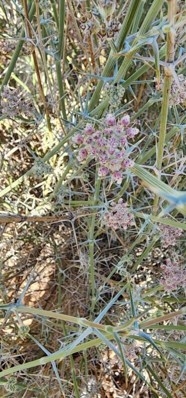 Pycnocycla nodiflora- photo by brshedayat