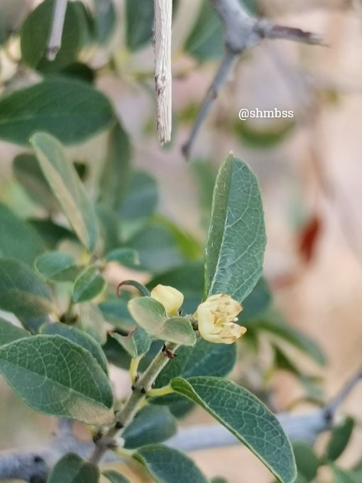 النيم البري - تصوير النباتات البرية في ديار خير البرية