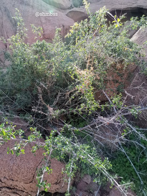النيم البري - تصوير النباتات البرية في ديار خير البرية