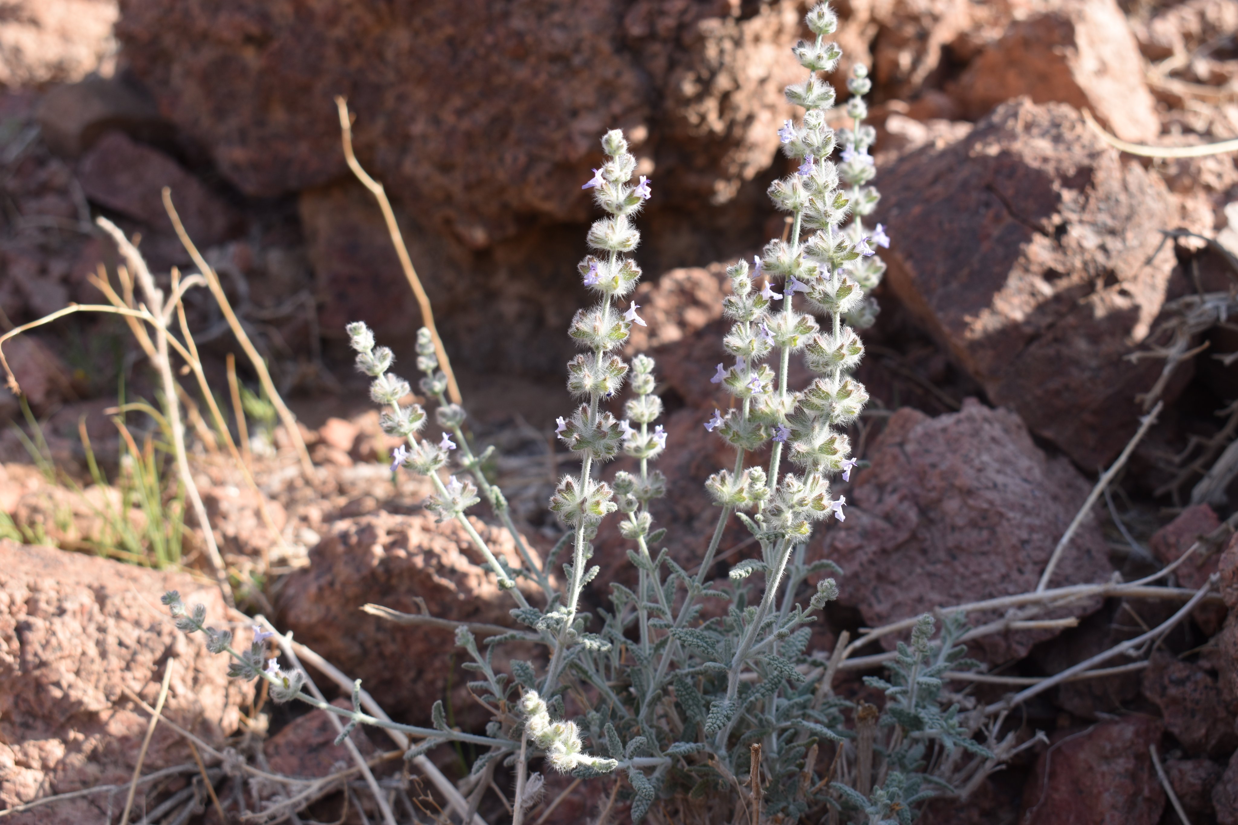 شيح الخيل 1 (غبيشة) - تصوير Botanist