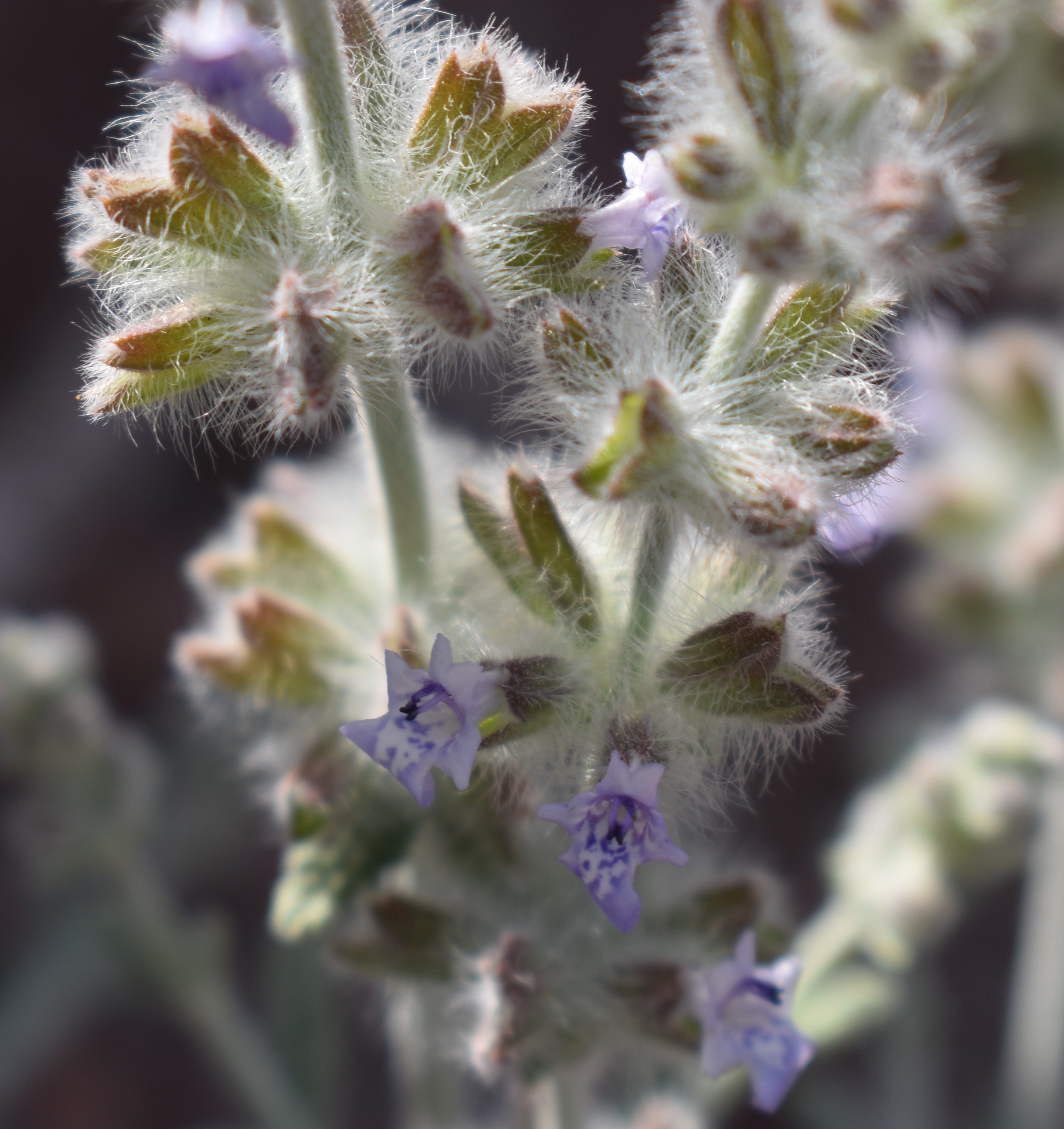 شيح الخيل 1 (غبيشة) - تصوير Botanist