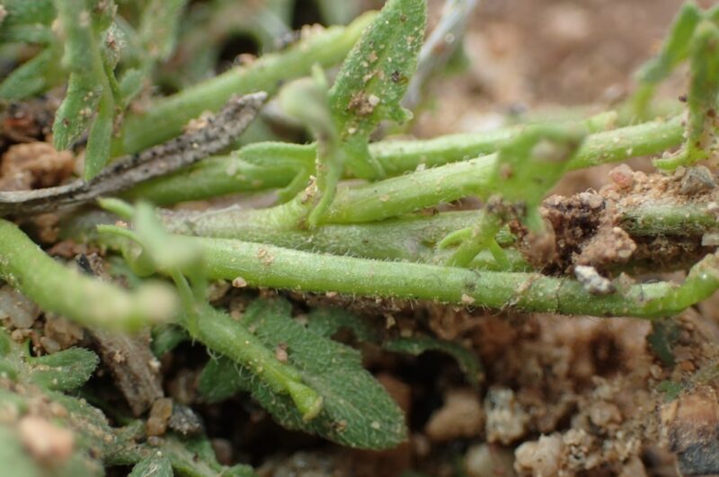 Sisymbrium runcinatum- photo by georgeoide