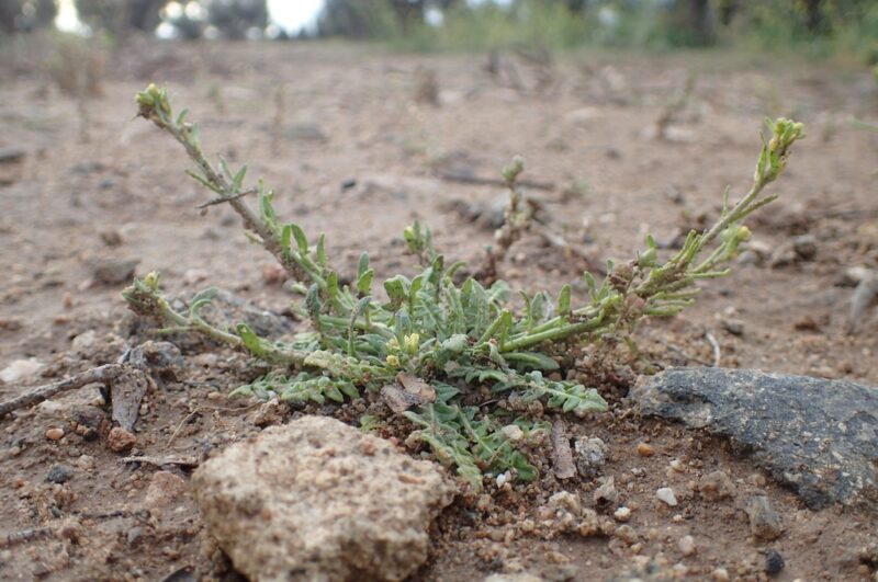 Sisymbrium runcinatum- photo by georgeoide