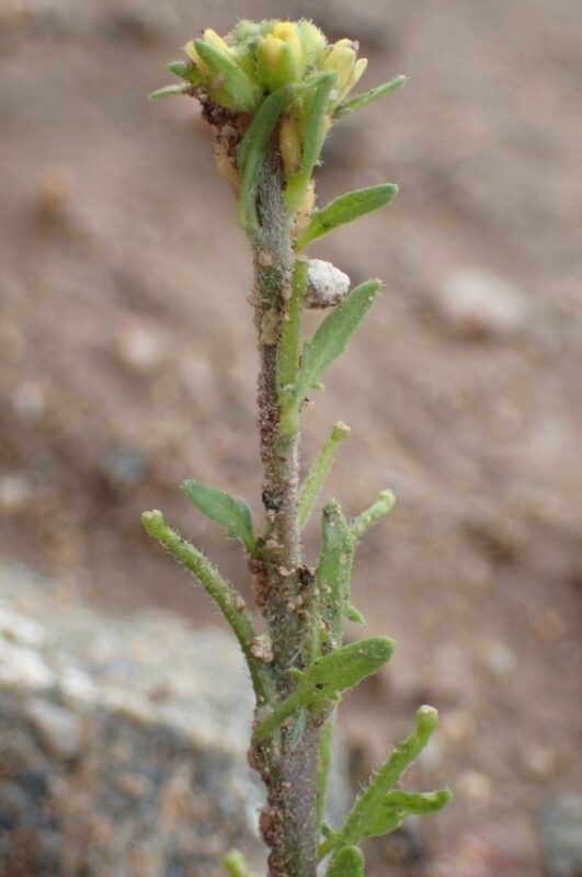 Sisymbrium runcinatum- photo by georgeoide