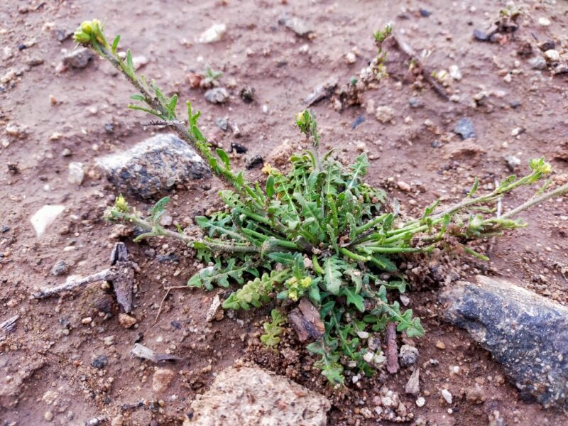 Sisymbrium runcinatum Lag.ex DC