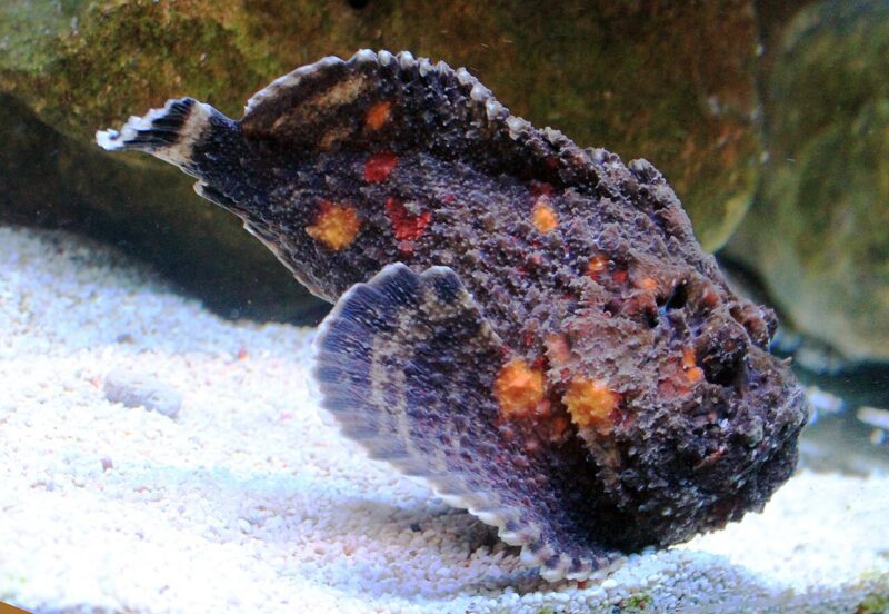 سمكة صخرية مرجانية تصوير Karelj