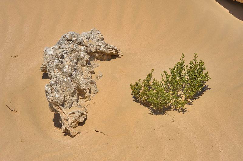Tetraena mandaville (Hadidi) Beier & Thulin22
