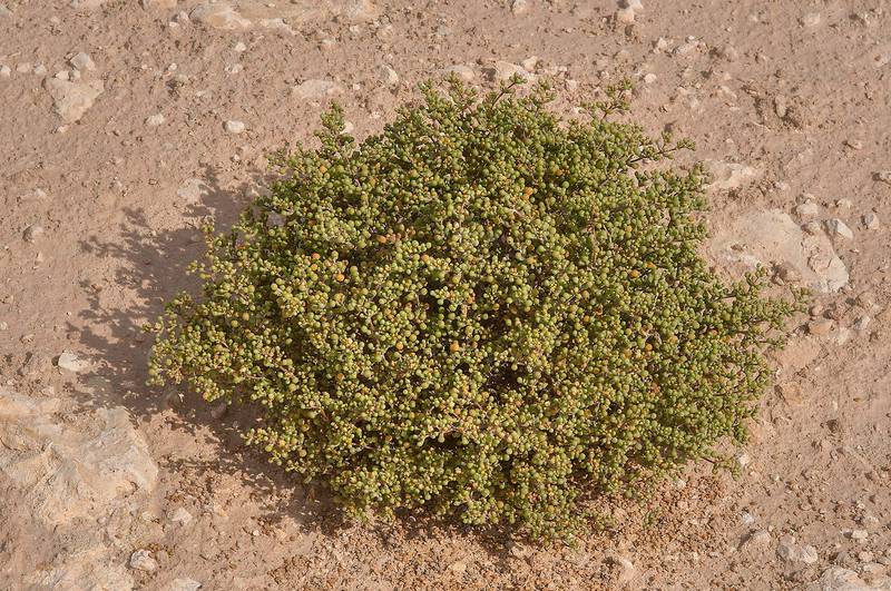 Tetraena mandaville (Hadidi) Beier & Thulin5