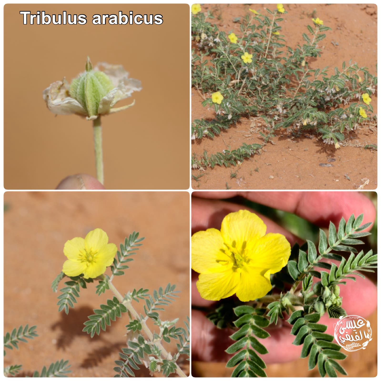 القسور - تصوير عيسى الفيفي