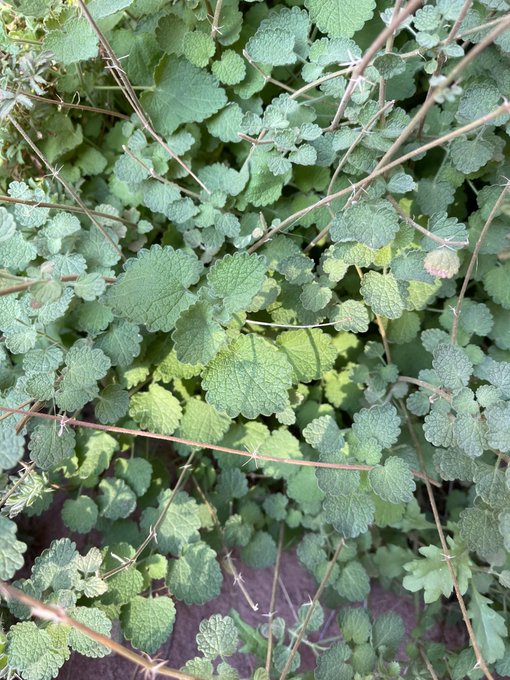 Nepeta sheilae - تصوير عبدالله البراك