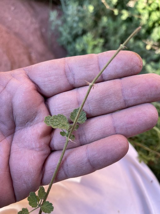 Nepeta sheilae - تصوير عبدالله البراك