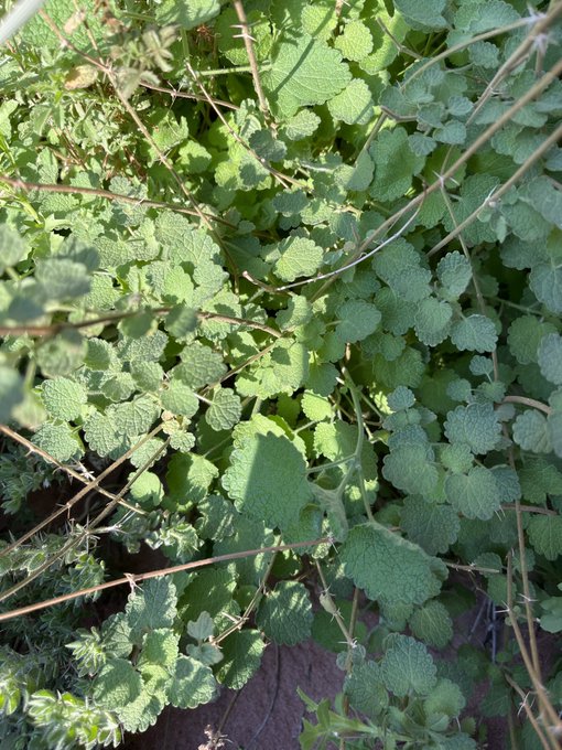 Nepeta sheilae - تصوير عبدالله البراك