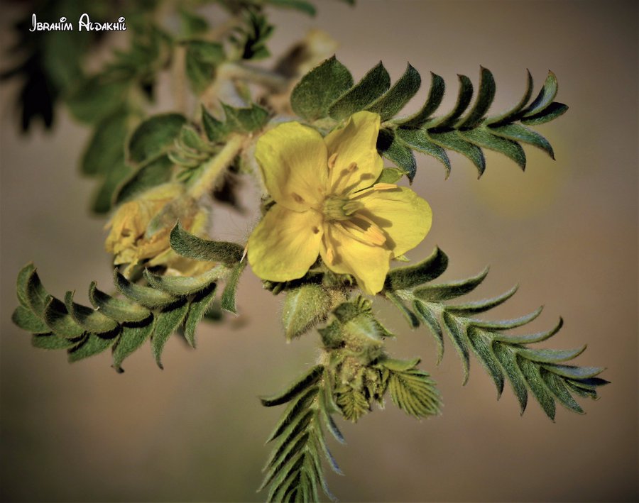 القسور - تصوير: أ