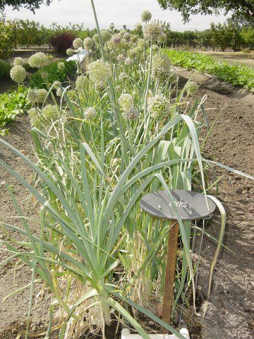 Allium alibile- photo by Kowloonese