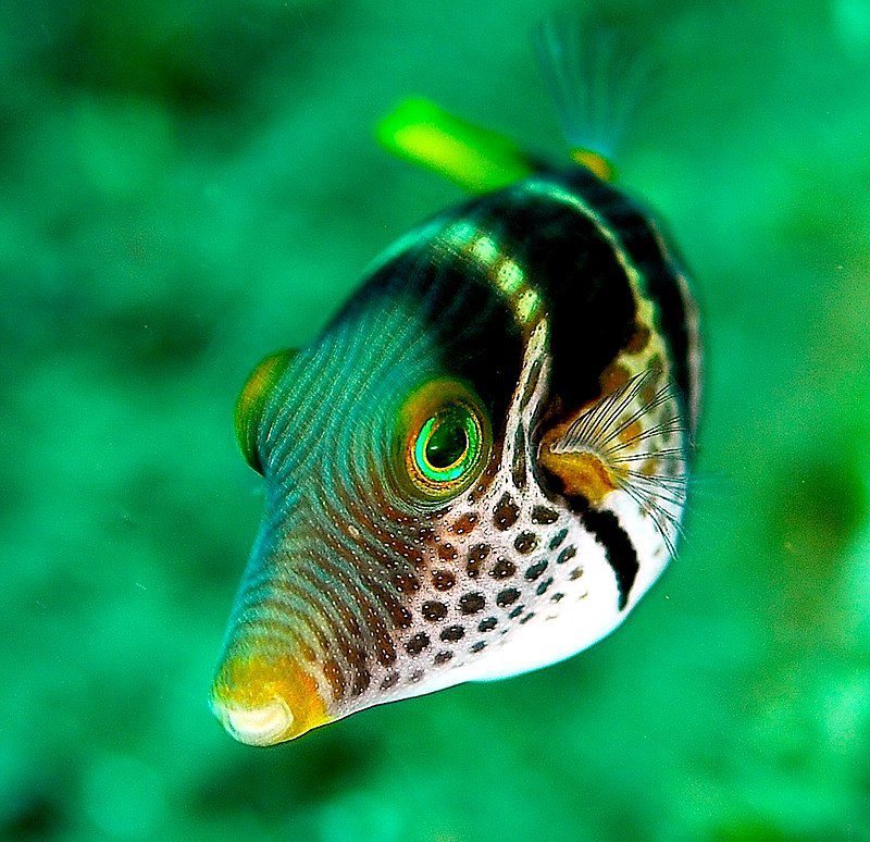 Canthigaster valentini photo by Jenny (JennyHuang) from Taipei - Flickr