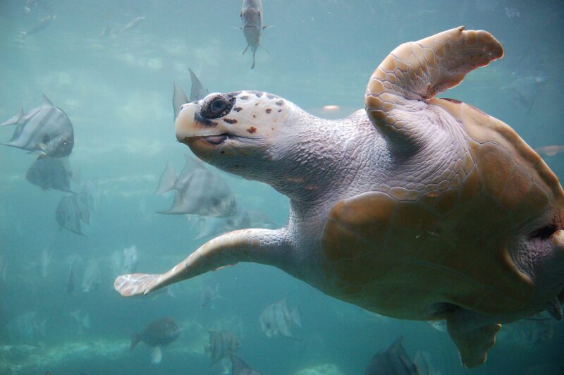 كبيرة الرأس الصورة بواسطة ukanda - originally posted to Flickr as Loggerhead turtle