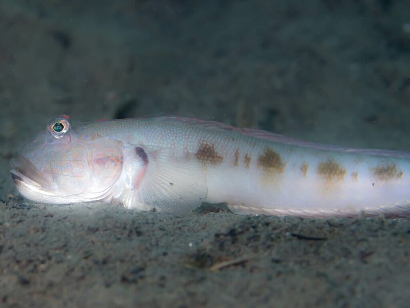 Oxyurichthys papuensis photo by Rickard Zerpe - Frogface goby ? (Oxyurichthys papuensis)