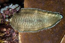 Soleichthys heterorhinos photo by Malaer, Piero