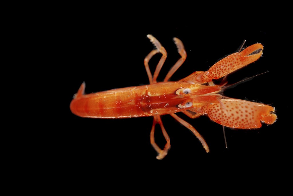 Alpheus lottini- photo by  rosspolynesiaexpedition2014