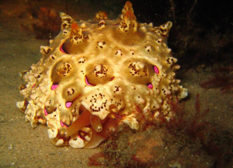 Pleurobranchus sp. photo by Richard Ling - Flickr