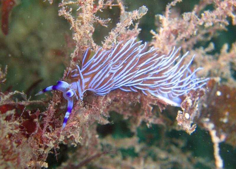 Pteraeolidia ianthina photo by Richard Ling - Flickr